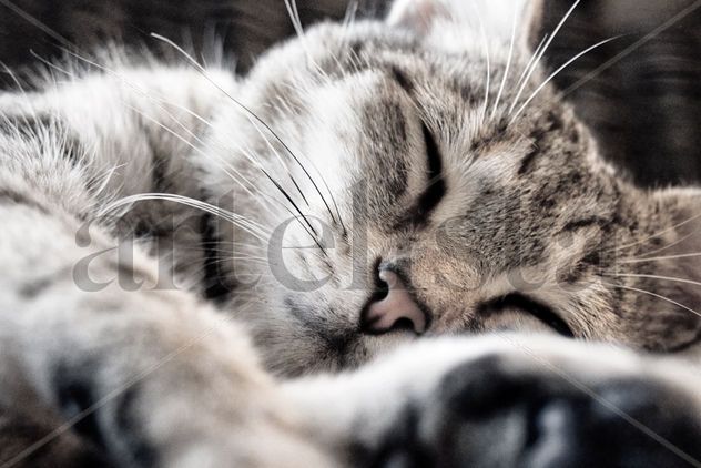 GATO