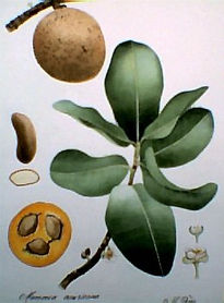 Mammea americana