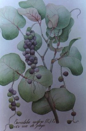 Coccoloba uvifera Watercolour Paper Landscaping