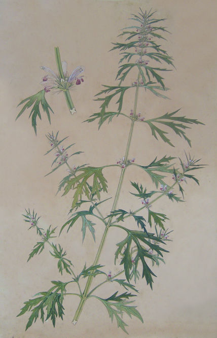 Antigonon leptopus