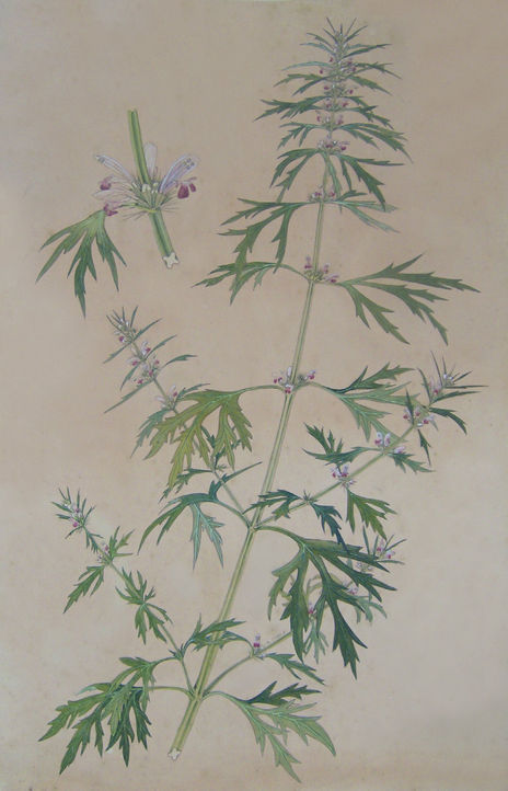 Antigonon leptopus