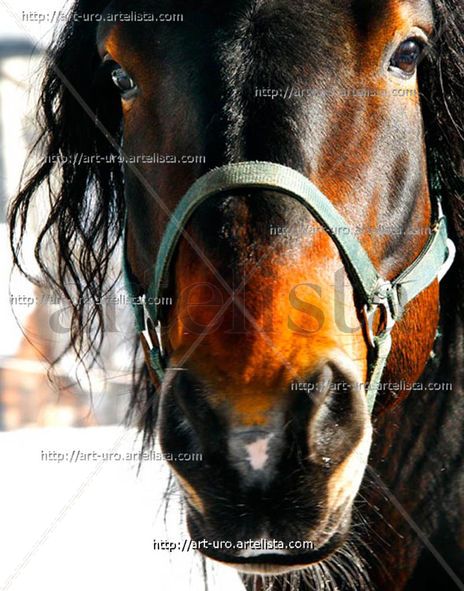 Caballo brutus