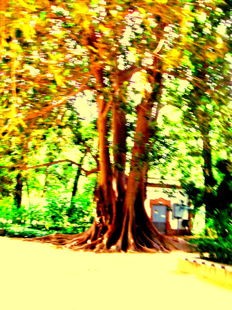 Arbol de la vida
