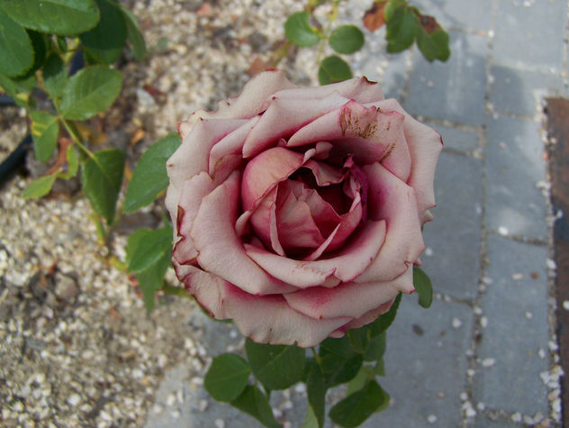rosa