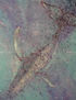 Ballena 2