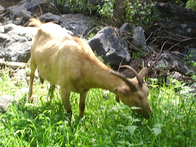 Cabra flaca en el cerro 