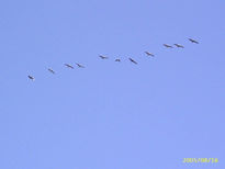 Gaviotas