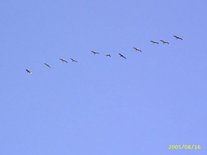 Gaviotas