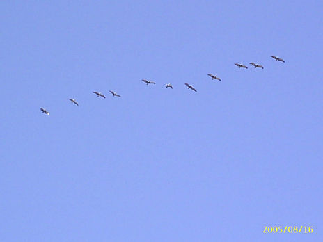 Gaviotas