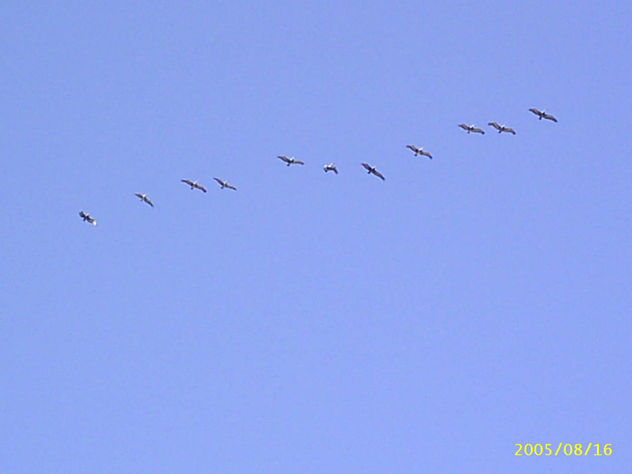 gaviotas