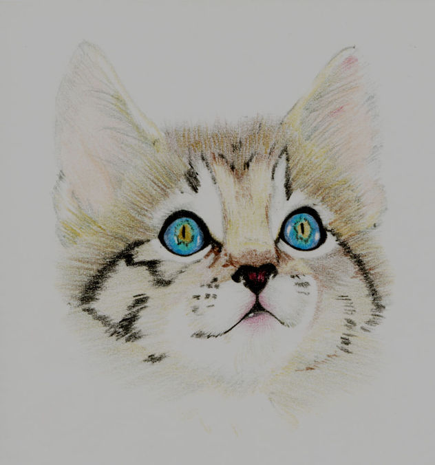 el gato