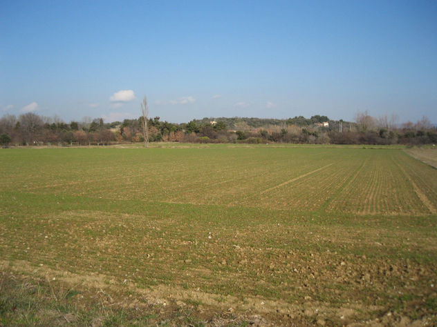 el nacimiento de un campo de trigo