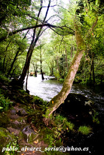 Agua, arboles y luz