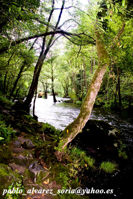 Agua, arboles y luz