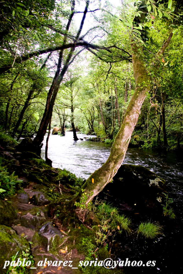 AGUA, ARBOLES Y LUZ