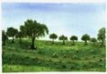 Encinas de la finca
