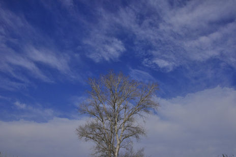 Arbol