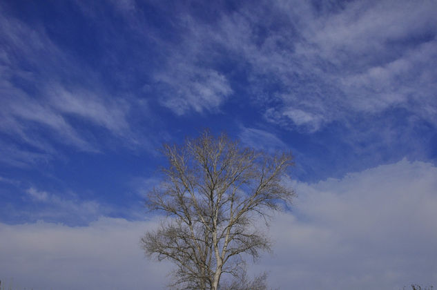 arbol Naturaleza Técnicas alternativas