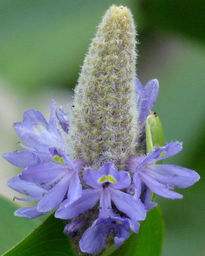 Inflorescencia