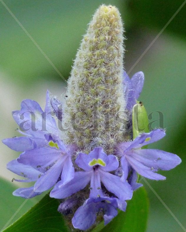 Inflorescencia