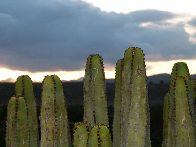 Nombres y cactus 