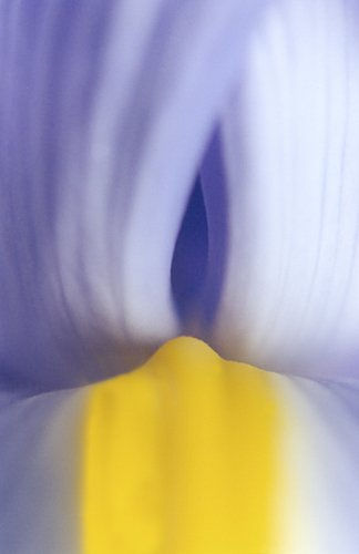 Iris 4 Conceptual/Abstract Color (Manual)