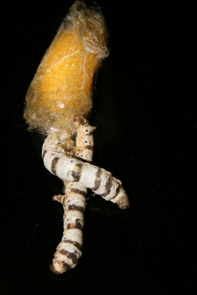metamorfosis