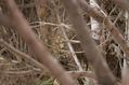 dulce otoño