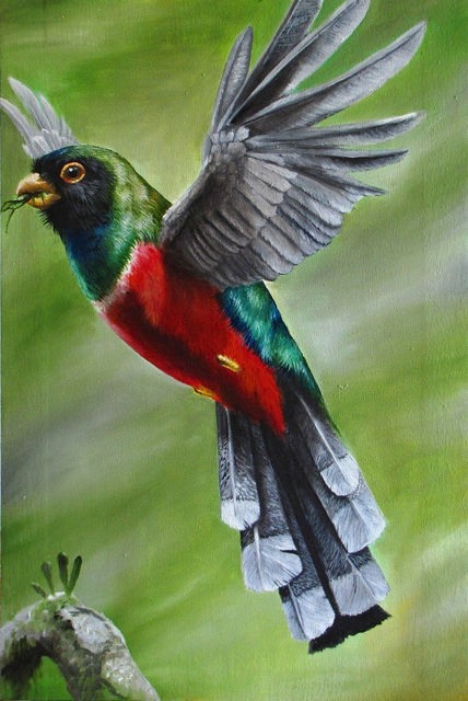 Trogon elegans