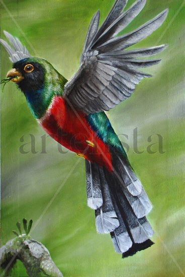 Trogon elegans Oil Canvas Landscaping