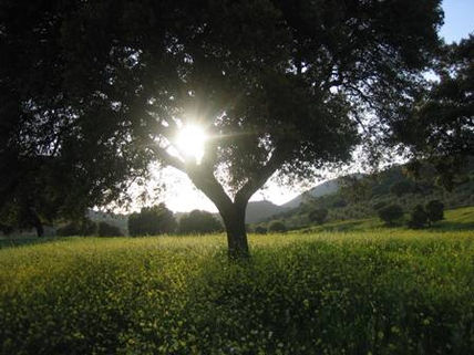 Encina Iluminada