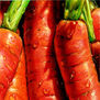zanahorias