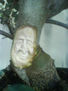Bonsai de olivo3