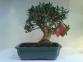 Bonsai de olivo4