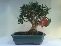 Bonsai de olivo4