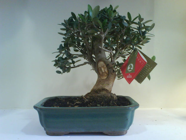 Bonsai de olivo4 