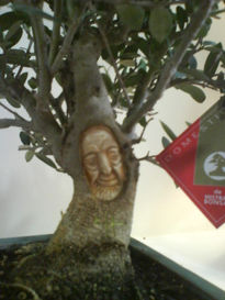 Bonsai de olivo5