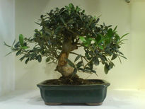 Bonsai de olivo