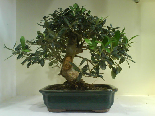 Bonsai de olivo 