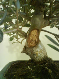 Bonsai de olivo7