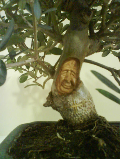 Bonsai de olivo7 