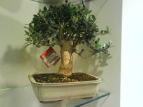 Bonsai de olivo8