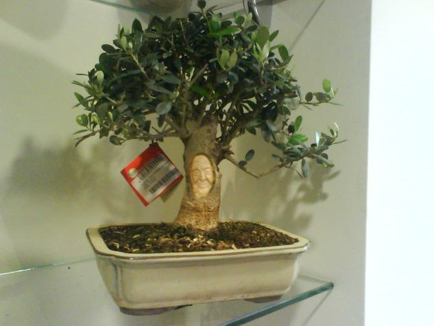 Bonsai de olivo8 