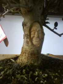 Bonsai de olivo9