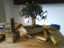 Bonsai de olivo10