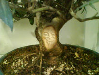 Bonsai de olivo11