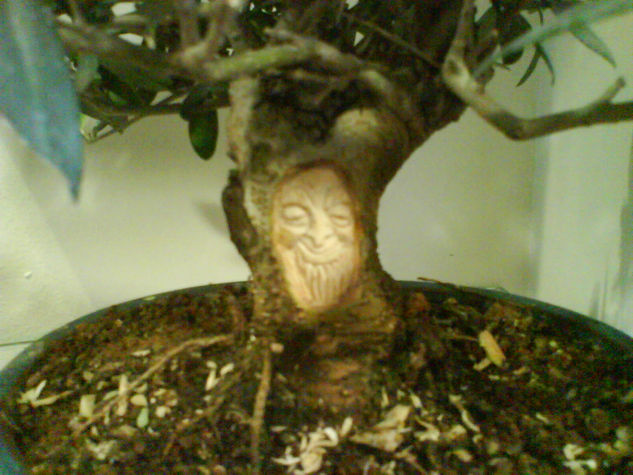 Bonsai de olivo11 