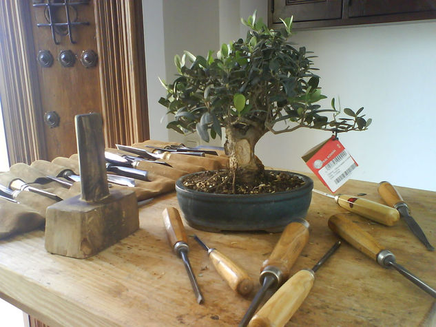 Bonsai de olivo13 