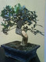 Bonsai de olivo14