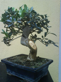 Bonsai de olivo14